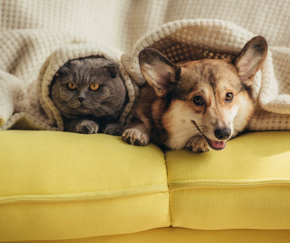5 bonnes raisons d’utiliser un gant anti-poils pour votre chien ou votre chat