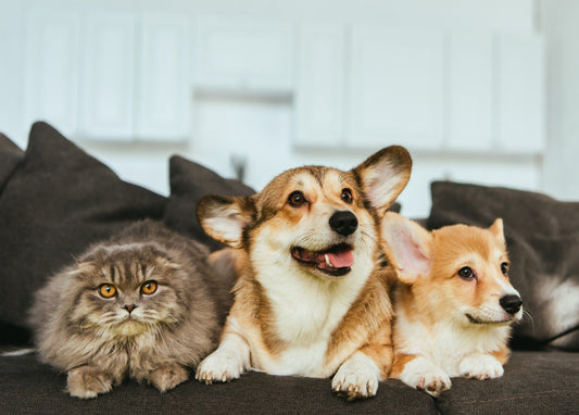 Fini les poils partout grâce au gant anti-poils pour animaux !
