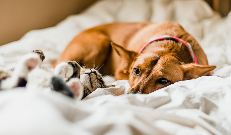 Comment choisir le bon gant anti-poils pour votre animal ?