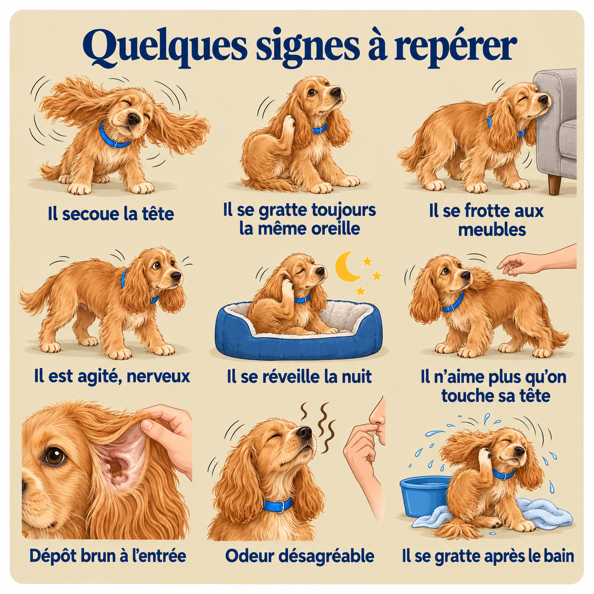 Lotion Auriculaire Chiens & Chats